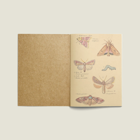Print Animal Night Butterflies Vintage 24x32cm
