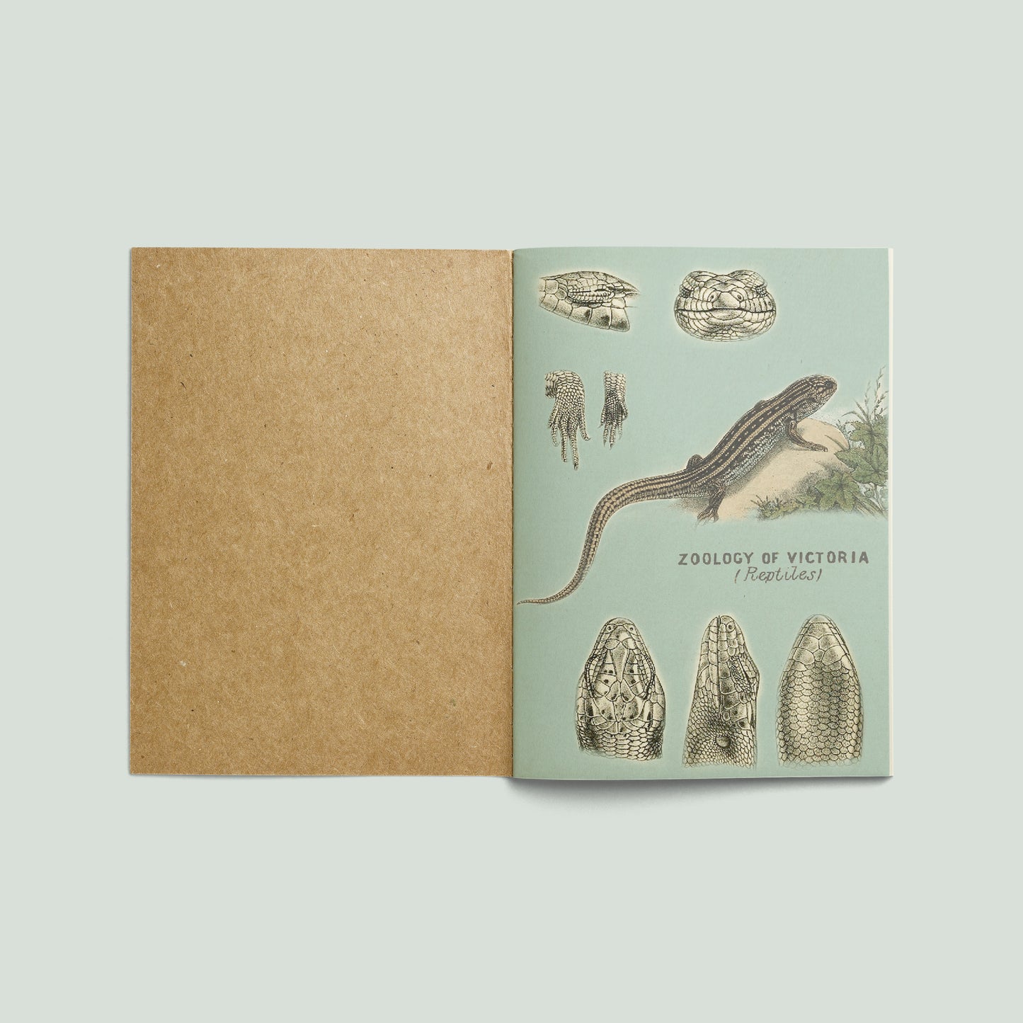 Print Animal Reptiles Green Vintage 24x32cm